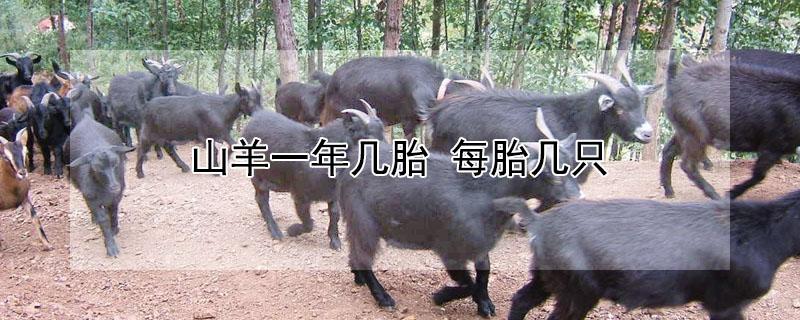 山羊一年几胎（波儿山羊一年几胎）