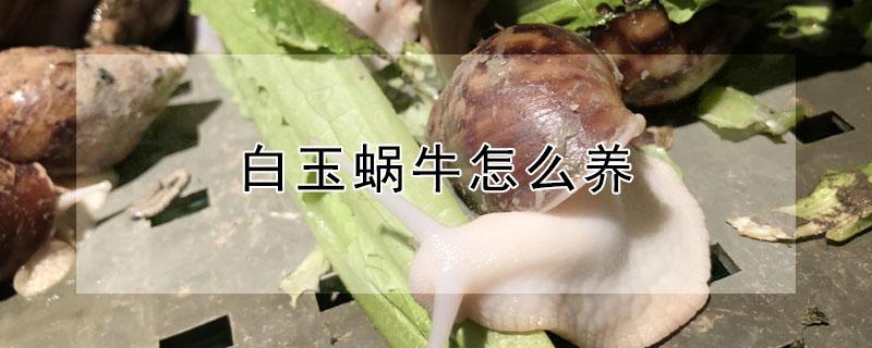 白玉蜗牛怎么养 白玉蜗牛怎么烹饪