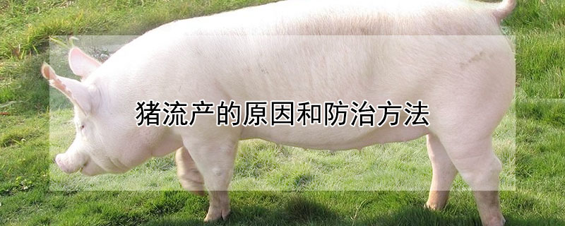 猪流产的原因和防治方法 母猪怀孕30天流产排出什么