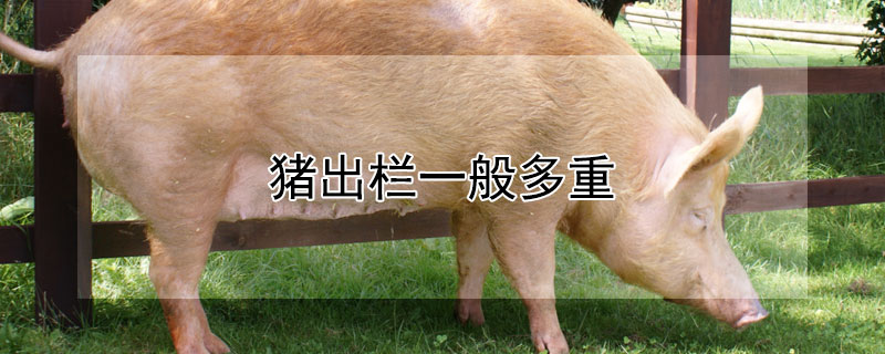 猪出栏一般多重 猪出栏一般多重正常