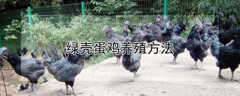 绿壳蛋鸡养殖方法 绿壳蛋鸡怎么养殖