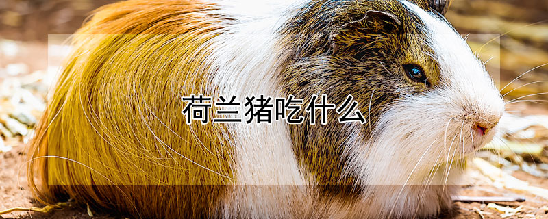 荷兰猪吃什么（荷兰猪吃什么主食）