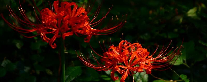 曼陀罗华是彼岸花吗（曼陀罗花亦是彼岸之花）