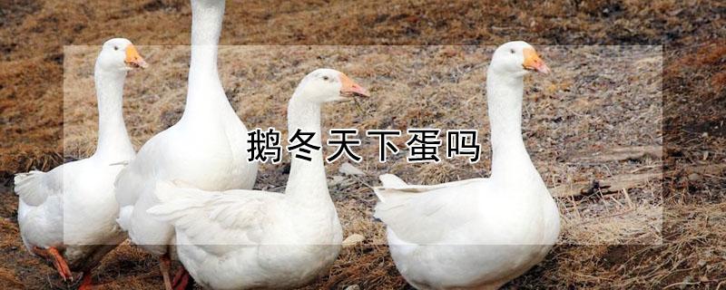 鹅冬天下蛋吗 大鹅冬天下蛋吗