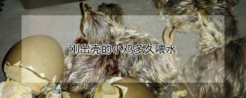 刚出壳的小鸡多久喂水（刚出壳的小鸡多久喂水好）