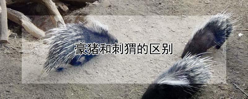 豪猪和刺猬的区别（豪猪图片）
