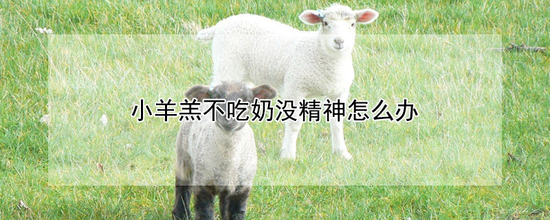 小羊羔不吃奶没精神怎么办（小羊羔不吃奶没精神怎么办呢）