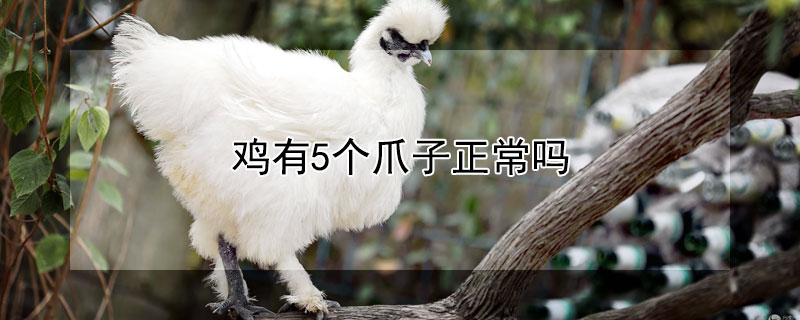 鸡有5个爪子正常吗 鸡爪上面有5个脚趾是什么鸡
