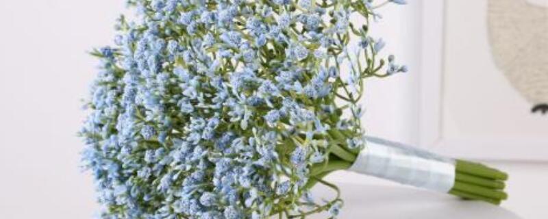 满天星送恋人可以吗 满天星适不适合送女朋友