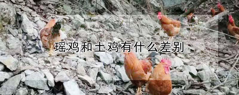 瑶鸡和土鸡有什么差别 窑鸡图片