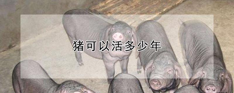 猪可以活多少年（牛可以活多少年）