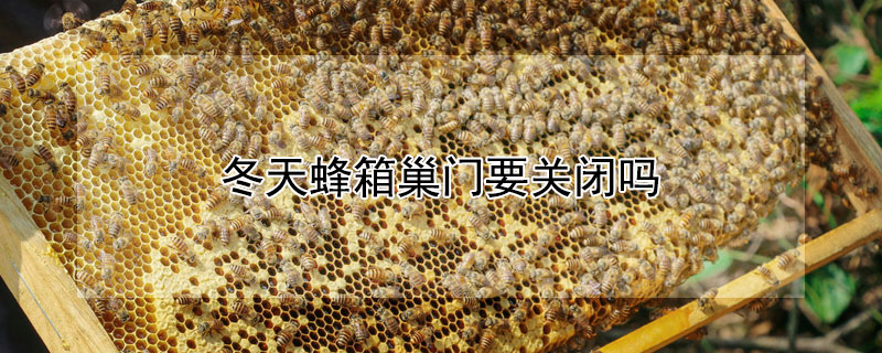 冬天蜂箱巢门要关闭吗 蜂箱冬天除了巢门全部封死行不行