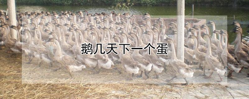 鹅几天下一个蛋 鹅一年能下多少蛋