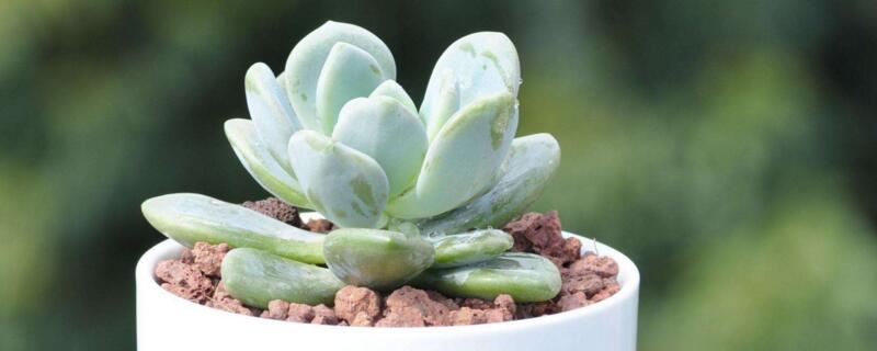 冬美人和胧月的区别 冬美人和胧月那个漂亮