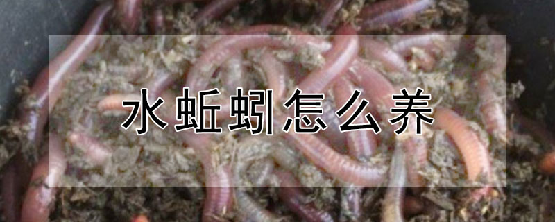 水蚯蚓怎么养 水蚯蚓怎么养殖视频教程