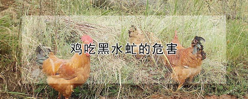 鸡吃黑水虻的危害（鸡吃黑水虻的危害有哪些）