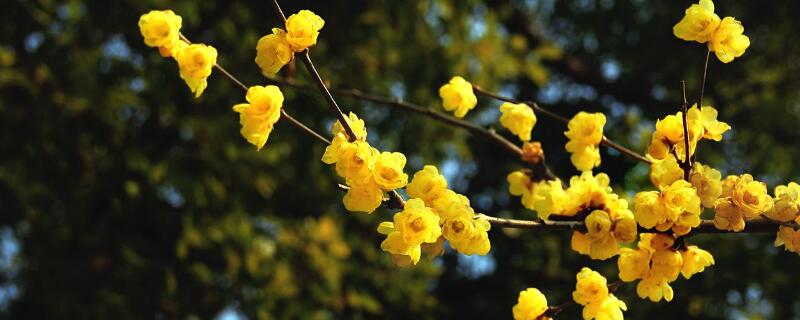 腊梅花可以放卧室吗 腊梅花可以放在卧室吗