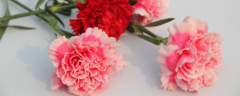 康乃馨送女友合适吗 康乃馨送女生合适吗