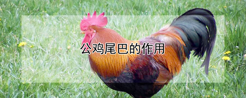 公鸡尾巴的作用 公鸡尾巴的作用是什么意思