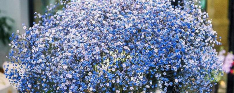 满天星干花能保存多久（满天星干花能保存多久,买回来要水养吗）