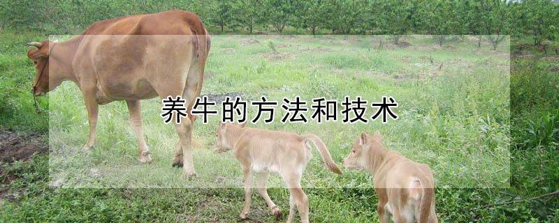 养牛的方法和技术（养牛的方法和技术视频下载）