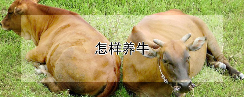 怎样养牛（怎样养牛才能利润最大）