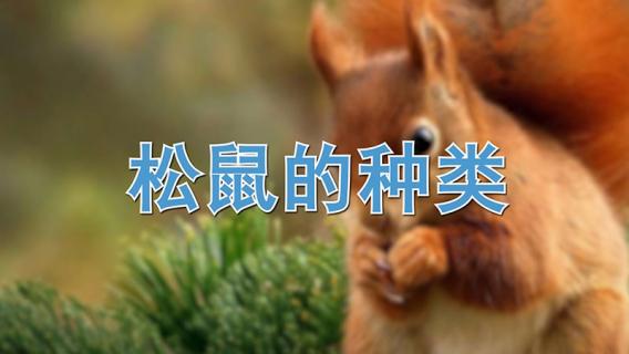 松鼠的种类（魔王松鼠）