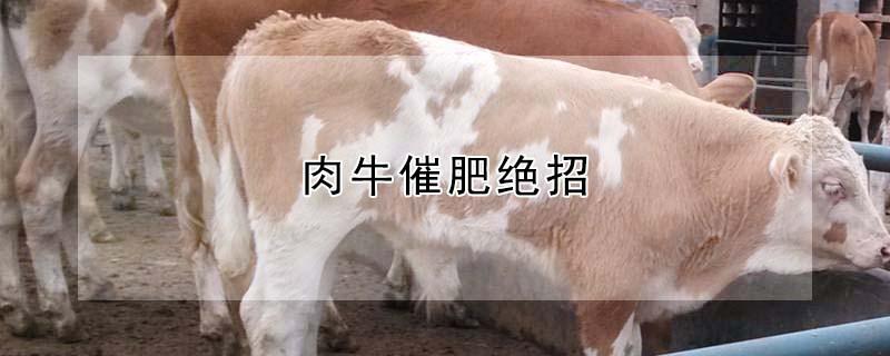 肉牛催肥绝招 肉牛催肥方法
