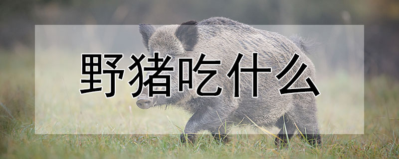 野猪吃什么（野猪吃什么药会死）
