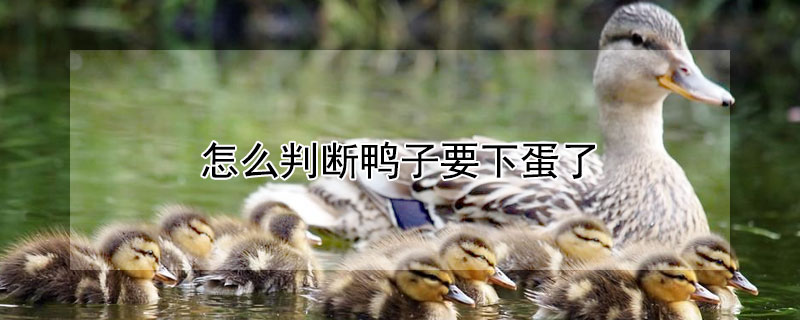 怎么判断鸭子要下蛋了（鸭子吃什么能天天生蛋）