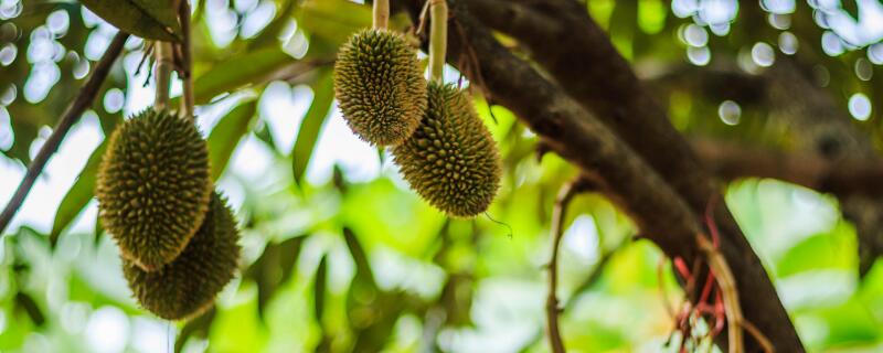 榴莲树是什么样子的（榴莲树是啥样）