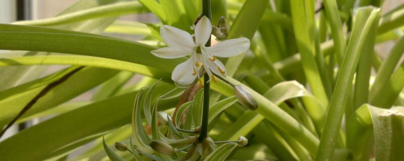 家里养什么花好（家里养什么花好看）