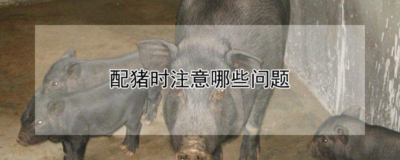 配猪时注意哪些问题（配猪技巧）