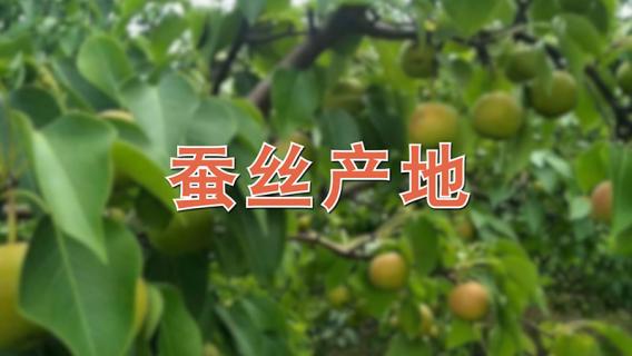 蚕丝产地 三大蚕丝产地