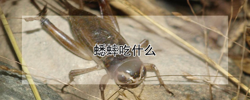 蟋蟀吃什么（蟋蟀吃什么怎么喂养）