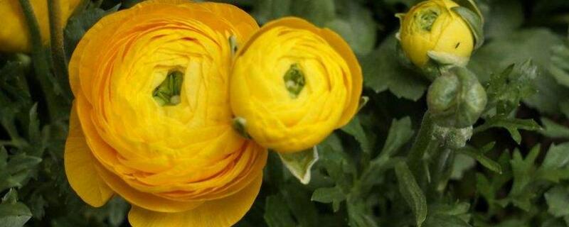 花毛茛有毒吗 蝴蝶花毛茛有毒吗