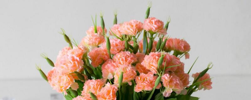 过生日送什么花（老婆过生日送鲜花送什么花）