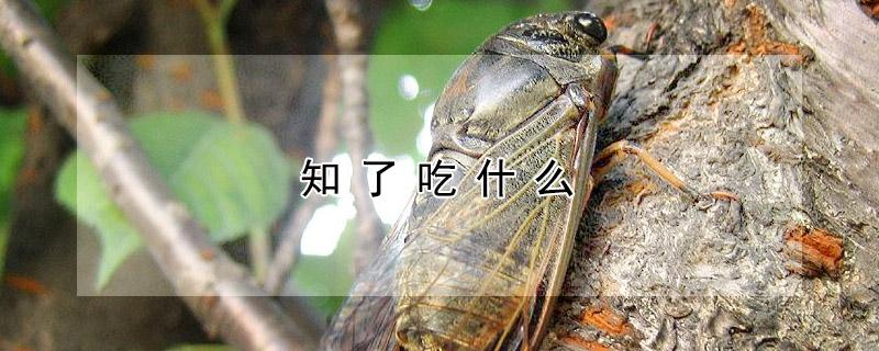 知了吃什么 知了吃什么长大