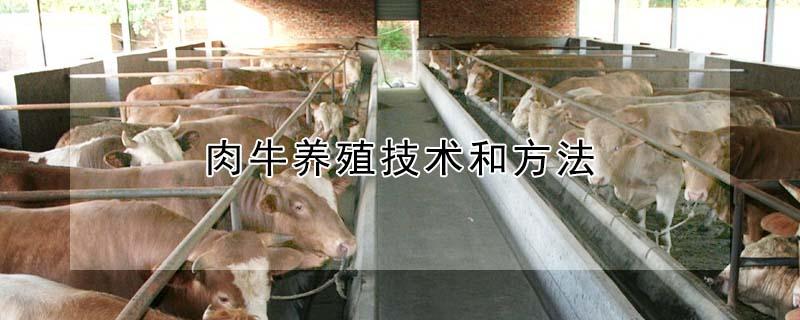 肉牛养殖技术和方法（养10头牛只一年赚多少）