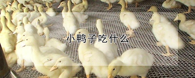 小鸭子吃什么 小鸭子吃什么食物为主