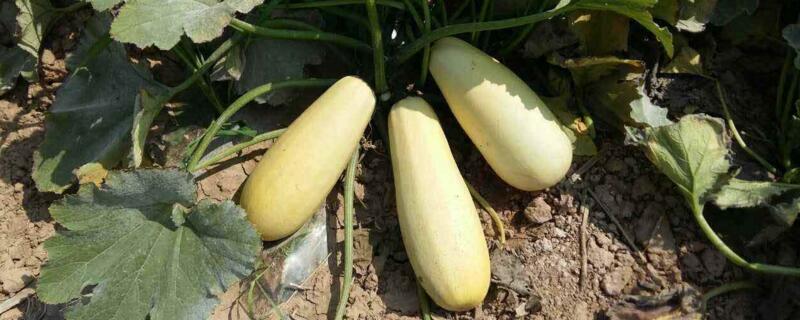 西葫芦和笋瓜是一个吗（西葫芦和笋瓜的区别图片）