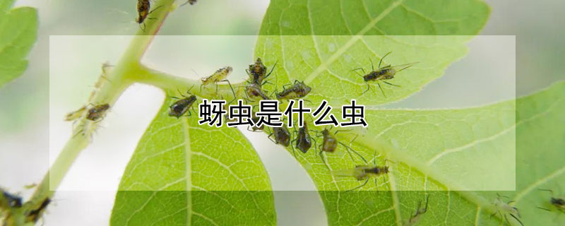 蚜虫是什么虫 蚜虫图片大全