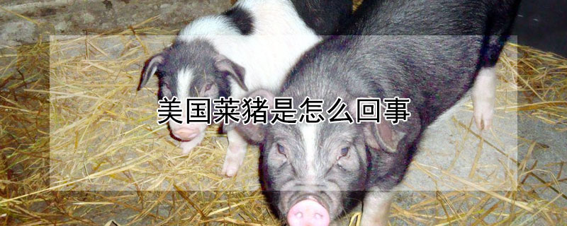 美国莱猪是怎么回事 美国莱猪有什么危害