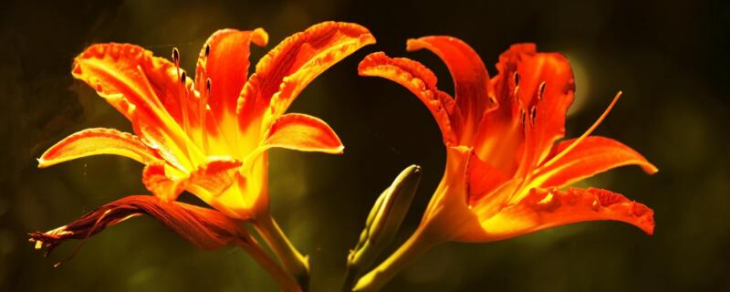 看望病人送什么花（看望病人送什么花最合适女）