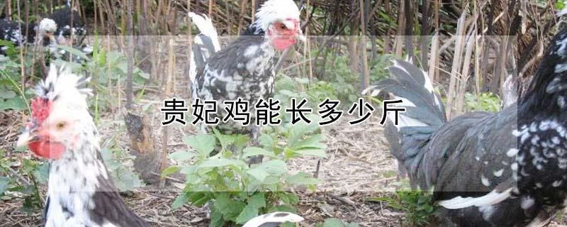 贵妃鸡能长多少斤 贵妃鸡市场价多少一只