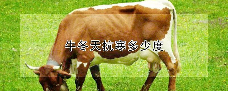 牛冬天抗寒多少度 牛能抗寒多少度
