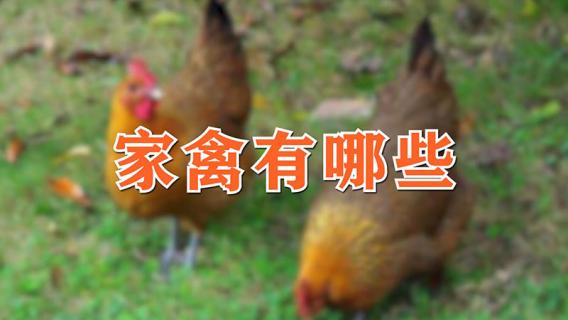 家禽有哪些（家禽有哪些家畜有哪些）
