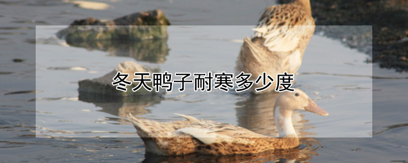 冬天鸭子耐寒多少度 冬天小鸭子耐寒多少度