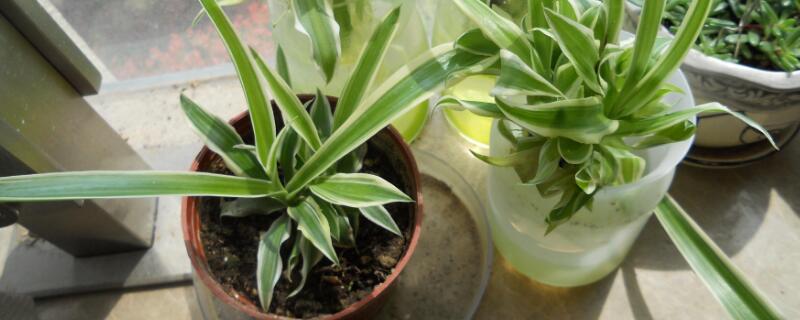 净化空气的室内植物 净化空气的室内植物排行榜