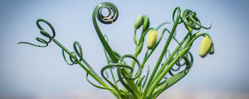 弹簧草有毒吗 弹簧草有什么寓意